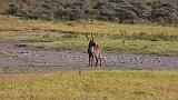 TANZANIA - Arusha National Park - 16 Waterbuck